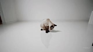 Comment utiliser Sora, l'IA vidéo d'OpenAI ? 15 20250301 2038 Curious Siamese Meow storyboard 01jn9keyg9er8rs673sj02sg4r 1
